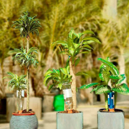 10-Pack: Spikes Teracotta Plant Watering Device