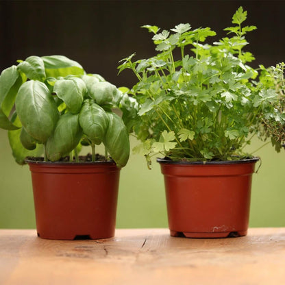 100-Piece: Plastic Plant Nursery Pots