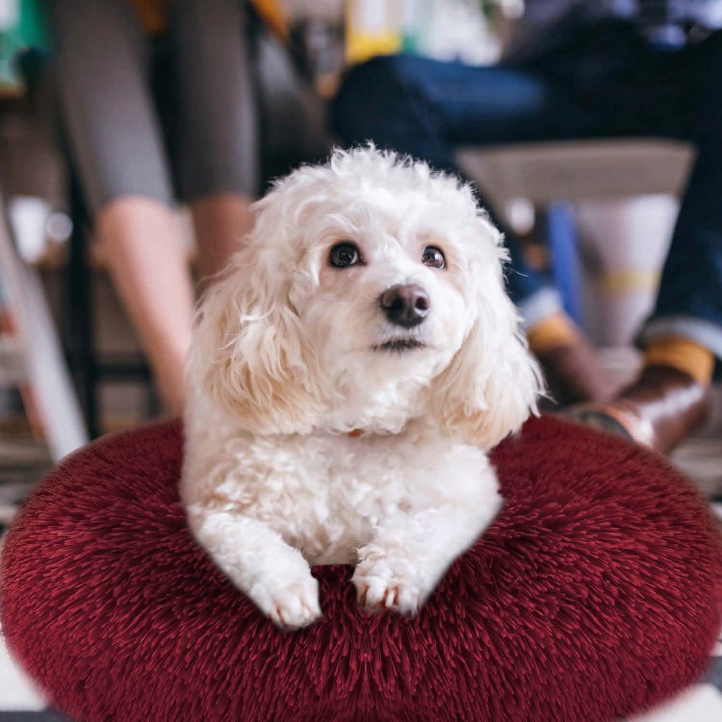 Dog Cozy Nest Sofa Bed Cushion
