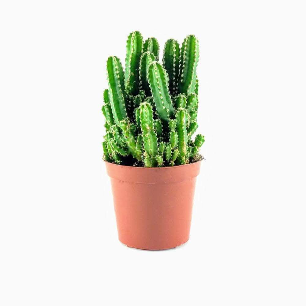 Plant Your Own Garden Grow Kit
