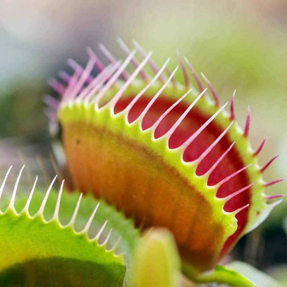 Plant Your Own Garden Grow Kit