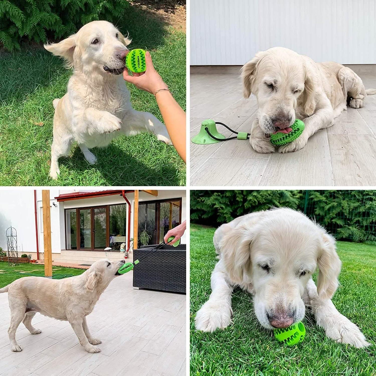 Suction Cup and Play IQ Toy Treat Ball