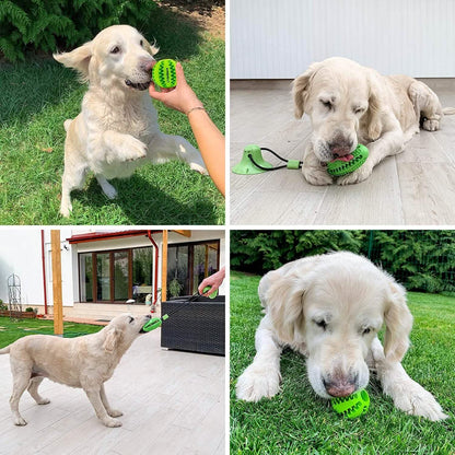 Suction Cup and Play IQ Toy Treat Ball