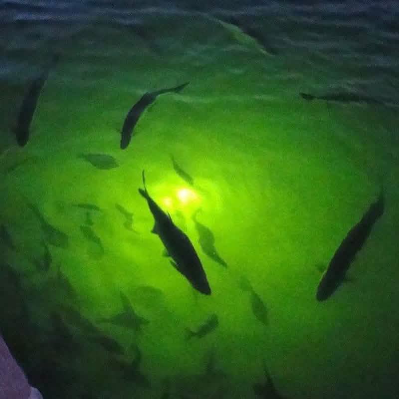 Sunbeam LED Fishing Light